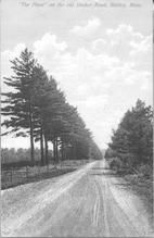 SA1594 - View of "The Pines" on Old Shaker Road. Identified on the front.